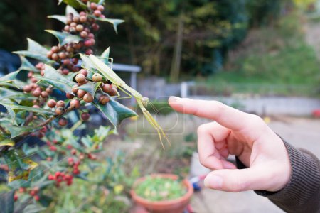 Photo for Hand that tries to catch a praying mantis - Royalty Free Image