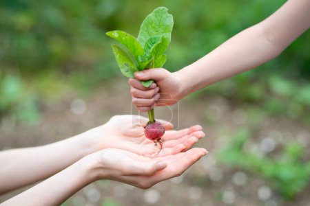 Photo for Parent and child hands handing a radish - Royalty Free Image