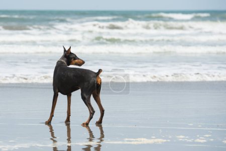 Téléchargez les photos : Doberman jouant au bord de la mer - en image libre de droit