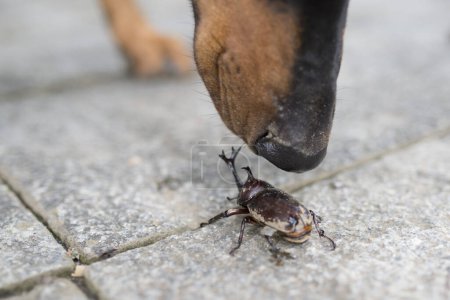 Doberman dog found a Beetle