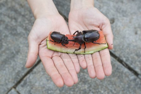 Téléchargez les photos : Coléoptères mangeant pastèque dans les mains - en image libre de droit