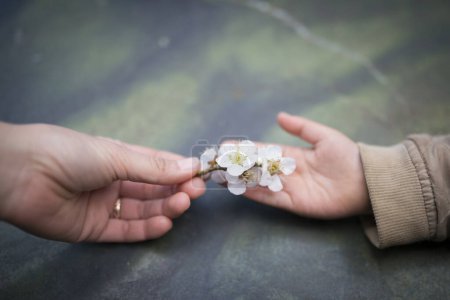 Téléchargez les photos : Parent et enfant distribuant des fleurs blanches - en image libre de droit