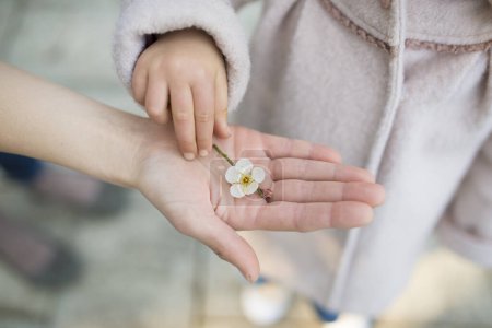 Téléchargez les photos : Parent et enfant aux mains de la fleur de prunier - en image libre de droit