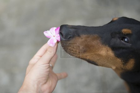 Téléchargez les photos : Doberman sent le parfum de la fleur - en image libre de droit
