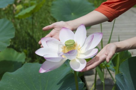 Foto de Las manos tocan grandes flores de loto - Imagen libre de derechos