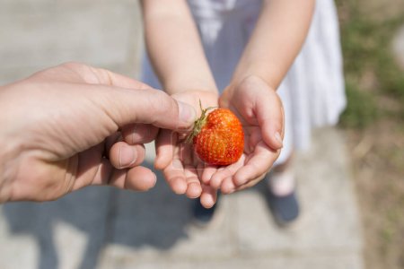 Photo for Parent and child hands with the strawberry - Royalty Free Image