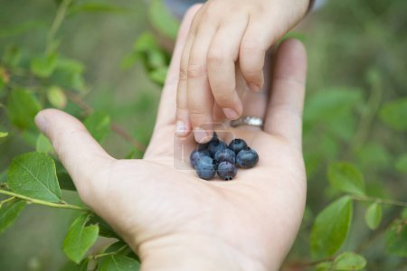 Photo for Parent and child hand to hand blueberries - Royalty Free Image