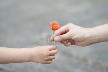 Photo for Parent and child hands with poppy flowers - Royalty Free Image