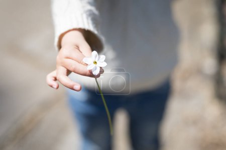 Téléchargez les photos : Main enfant donnant fleur blanche - en image libre de droit