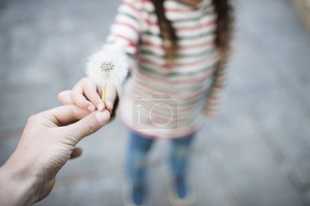Eltern-Kind-Hände mit Löwenzahnflaum