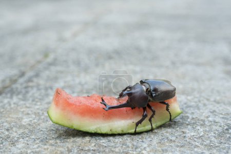 Photo for Beetle eating watermelon close up - Royalty Free Image