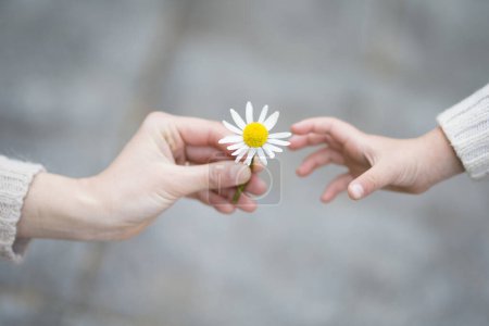 Téléchargez les photos : Les mains des parents et de l'enfant remettant la fleur blanche - en image libre de droit