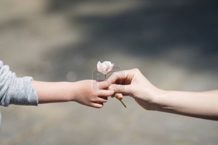 Téléchargez les photos : Mains de parent et d'enfant avec fleur de pavot - en image libre de droit