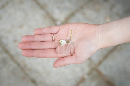 Foto de La mano de la mujer con un lirio del valle - Imagen libre de derechos