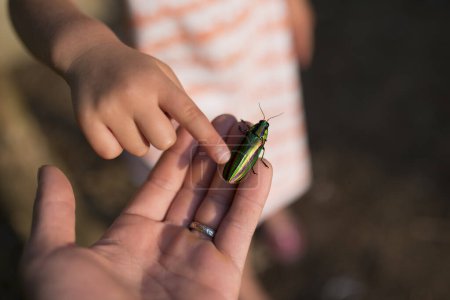 Photo for Child found a jewel beetle - Royalty Free Image