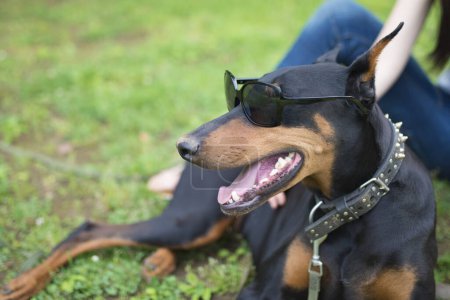 Téléchargez les photos : Doberman avec des lunettes de soleil sur la pelouse - en image libre de droit
