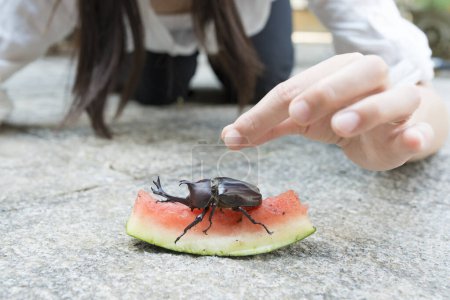Téléchargez les photos : Petite fille pour observer le scarabée - en image libre de droit