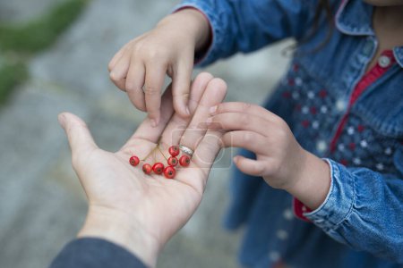 Téléchargez les photos : Les mains des parents et de l'enfant avec les baies rouges - en image libre de droit