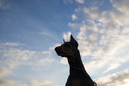 Photo for Doberman Silhouette at sunset - Royalty Free Image