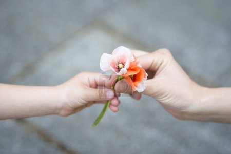 Téléchargez les photos : Mains de parents et d'enfants avec des fleurs de pavot - en image libre de droit