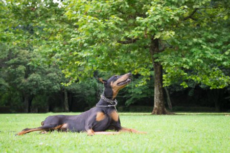 Téléchargez les photos : Doberman relaxant sur l'herbe - en image libre de droit