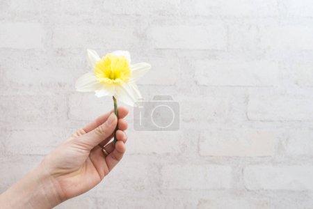 Téléchargez les photos : La main d'une femme avec une fleur - en image libre de droit