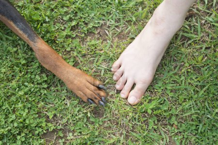 Téléchargez les photos : Jambes de la femme et du chien - en image libre de droit