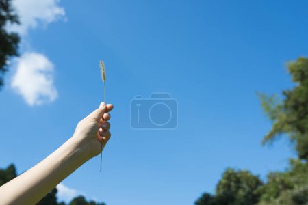 Téléchargez les photos : La main de la femme avec la setaria - en image libre de droit