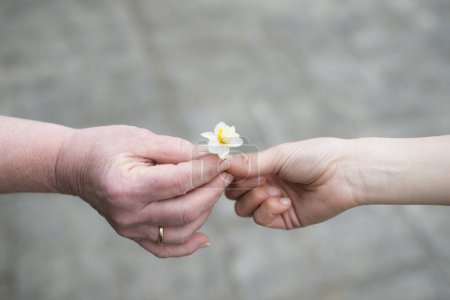 Photo for Women hands handing out daffodils - Royalty Free Image