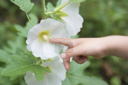 Photo for Child's hand touching a white Flower - Royalty Free Image