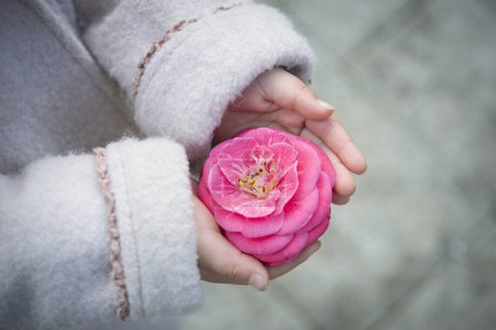 Téléchargez les photos : Mains d'enfant avec une fleur de camélia - en image libre de droit
