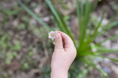 Téléchargez les photos : Main de tout-petit touchant une petite fleur blanche - en image libre de droit