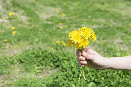 Téléchargez les photos : Main pour tenir les fleurs jaunes - en image libre de droit