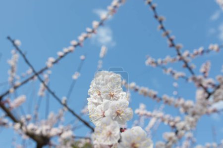 Foto de Flores de albaricoque y cielo azul - Imagen libre de derechos
