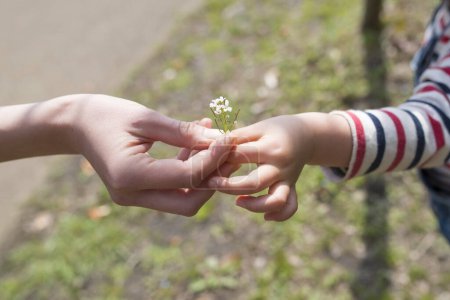 Téléchargez les photos : Mains de mère et d'enfant avec petite fleur blanche - en image libre de droit