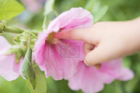 Photo for Hand of Child to touch the pink Flower - Royalty Free Image