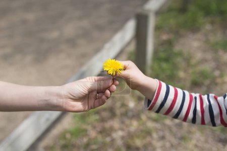Téléchargez les photos : Mains de mère et d'enfant avec fleur de pissenlit - en image libre de droit