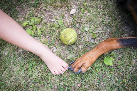 Foto de Pie de Doberman y pie de niño y pelota de tenis - Imagen libre de derechos