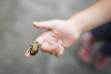 Photo for Child captured Scarab on hand - Royalty Free Image