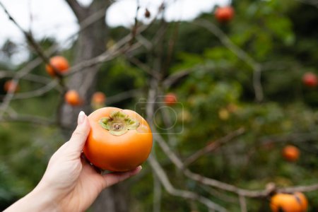 Photo for Female hand harvest and hold persimmon - Royalty Free Image