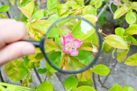 Enlarge magnolia flower with magnifying glass