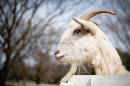 Téléchargez les photos : Mignonne chèvre blanche dans la ferme - en image libre de droit