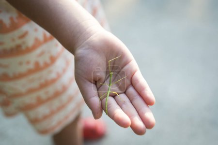 Téléchargez les photos : Un enfant a trouvé un insecte bâton - en image libre de droit
