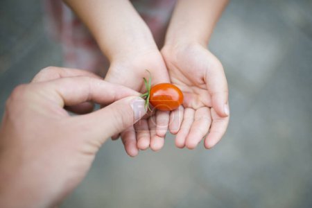 Téléchargez les photos : Enfant avec une petite tomate - en image libre de droit