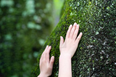 Photo for Child's hands touching a damp tree - Royalty Free Image