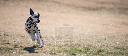 Téléchargez les photos : Dalmatie courir sur la pelouse d'hiver - en image libre de droit