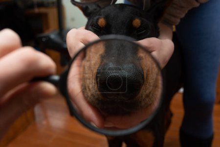 Photo for Enlarge the dog's nose with a magnifying glass - Royalty Free Image