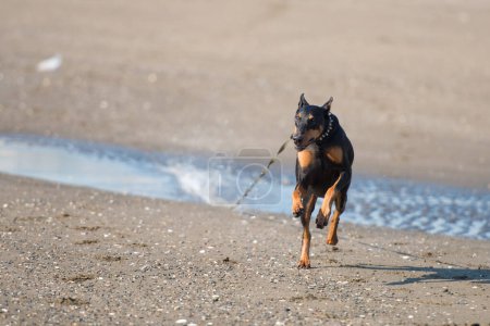 Téléchargez les photos : Doberman courant sur la plage - en image libre de droit