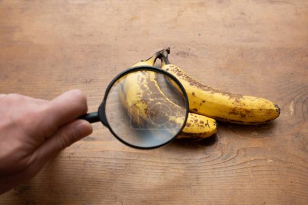 Téléchargez les photos : Agrandir les bananes avec une loupe - en image libre de droit