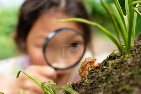 Téléchargez les photos : Une fille regarde une coquille de cigale avec une loupe - en image libre de droit